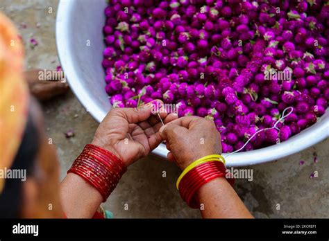 A Woman Makes Garland From The Globe Amaranth Flowers For The Upcoming