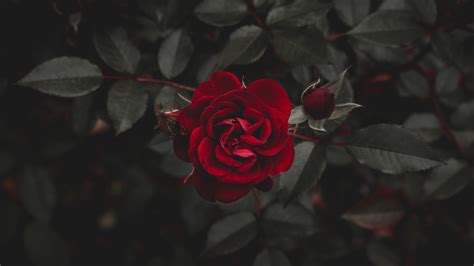 Download Wallpaper 2560x1440 Red Rose Darkness Qhd Background