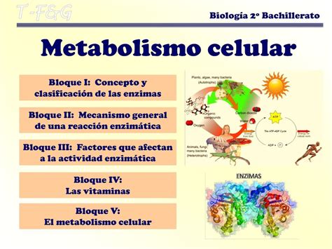 10 Dibujos De Metabolismo