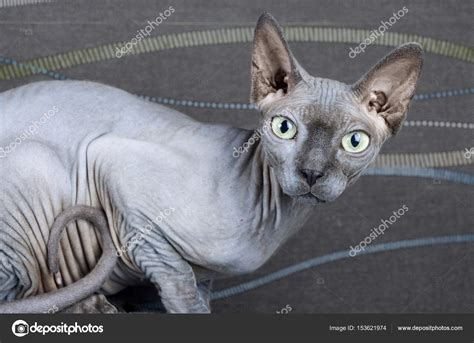 Hairless cat breeds are the sphynx, the devon rex and the peterbald. Blue Canadian Sphynx cat — Stock Photo © JoannElle #153621974