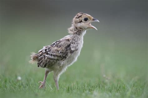 Mommy Bring Some Food Baby Pheasant Anna Bilska Flickr