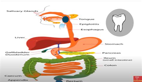 The Path Of Food Through The Digestive System Moomoomath And Science