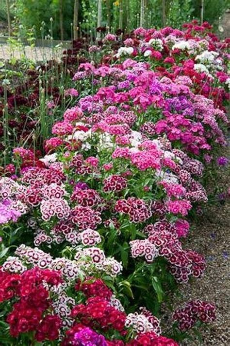 List Of Best Perennial Flowers To Plant Under A Tree References
