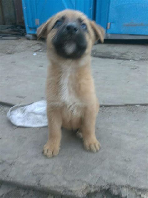 Please click link below to see our german shepherd puppies available for sale and find. German Shepherd/French Mastiff mixed puppies for sale in ...