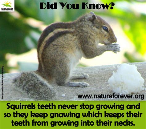 Squirrels Facts Nature 3environment Squirrelly Rascals And Such