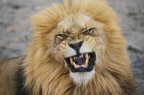 Close Up Portrait Of Angry Lion At National Park Stock Photo