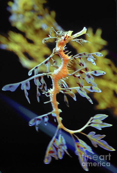 Leafy Seadragon Phycodurus Eques Syngnathiformes Seahorse Photograph