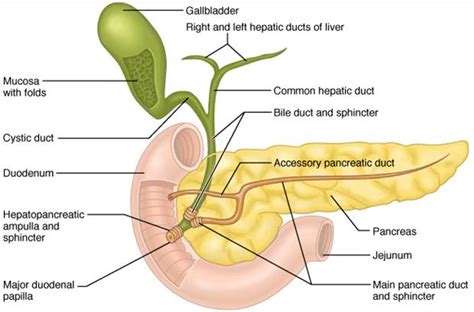 4 Digestive System Pancreas Liver And Gallbladder Flashcards Easy