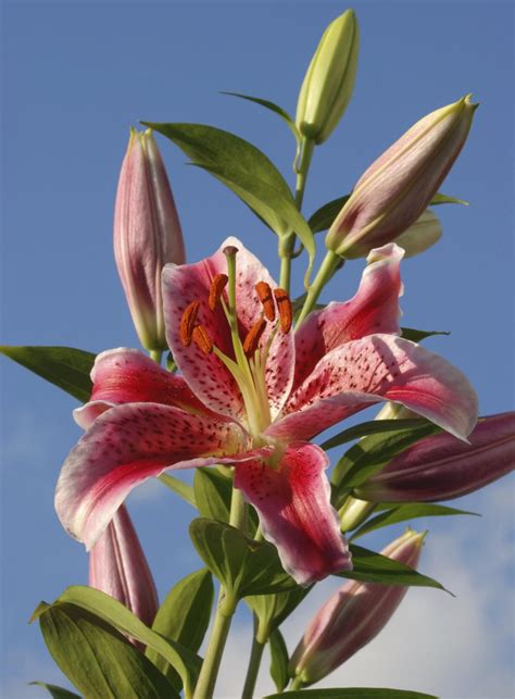 Exotic Flowers Amazing Flowers Beautiful Flowers Fresh Flowers Lilies Flowers Pink Lily