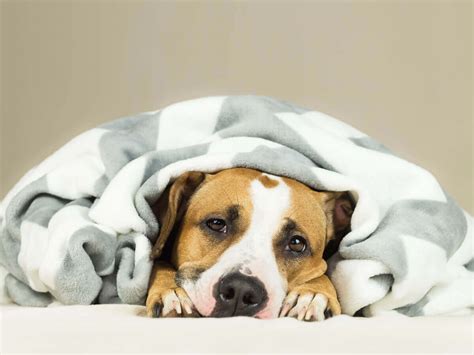 Sexually Transmitted Diseases In Dogs Which Are The Most Common