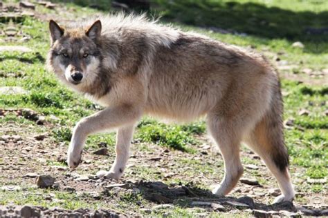 Different Types Of Wolves 36 Extant And Extinct Species