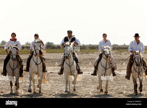 Gardians The Cowboys Of The Camargue On Their Horses Ready To Select
