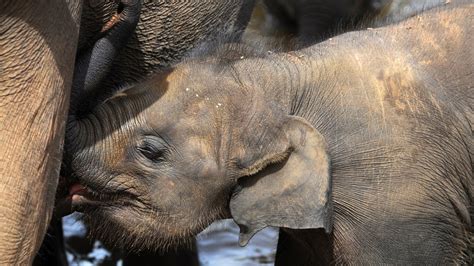 Fotos Orfanato De Elefantes Batiza Filhotes No Sri Lanka 10 06 2012 Uol Notícias