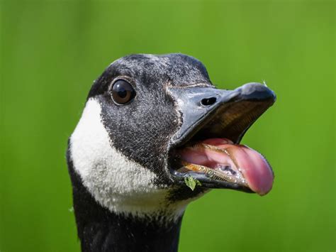 Do Geese Have Teeth All You Need To Know Birdfact