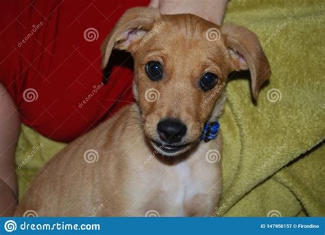 Puppy Face Smiling Stock Image Image Of Smiling Color 147950157