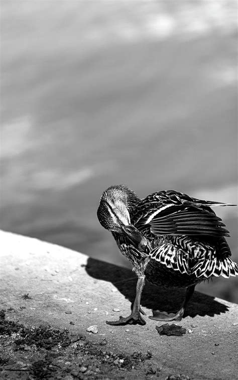 Mallard Duck Black And White Photograph By As Memoriesliveon Pixels