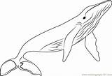 Whales Coloring Pages Coloringpages101 sketch template