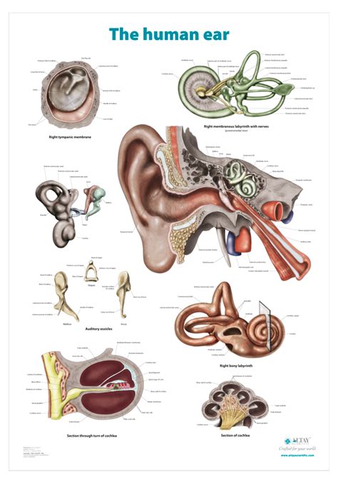 The Human Ear Anatomical Wall Chart Altay Scientific