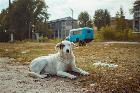 The Surviving Dogs Of Chernobyl And What We Can Learn
