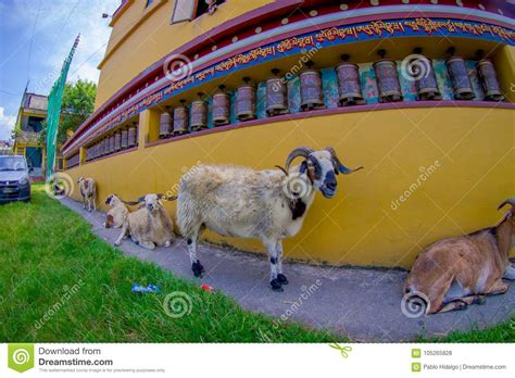 Outdoor View Of Four Goats Walking In A Hall In The Town At The Tashi