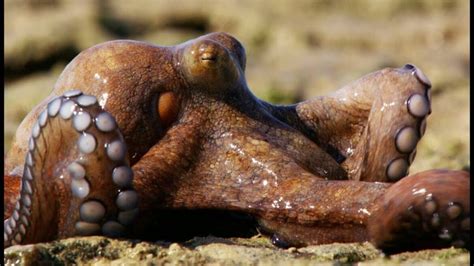 Can Octopus Breathe On Land Quick Read