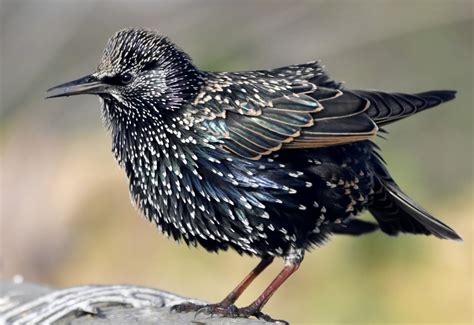 Common Starling By Carl Bovis Birdguides