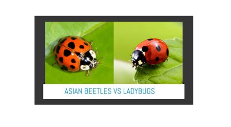 asian lady beetle vs ladybugs easiest way to identify both