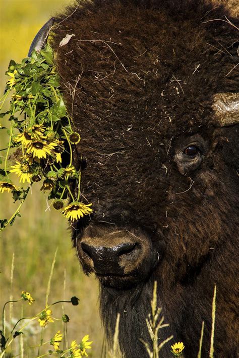 Nebraska Wildlife Takes Center Stage In Amazing Photographs Photo