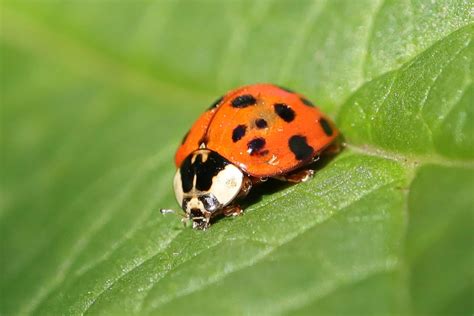 11 Colorful Bugs That Look Like Ladybugs A Z Animals