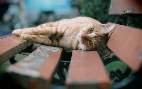 Cat Park Bench Wallpaper 2560x1600 12172