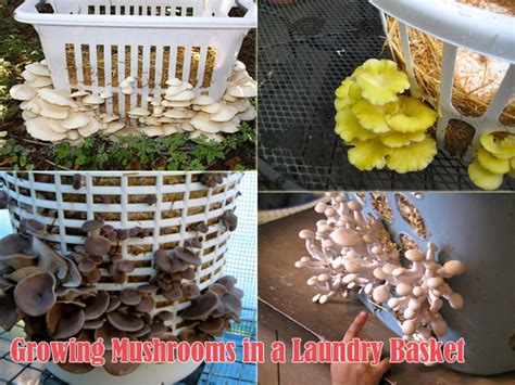 How To Grow Delicious Mushrooms At Home Lazytries