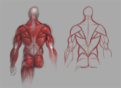 Back Muscles Study By Guillermoramirez On Deviantart