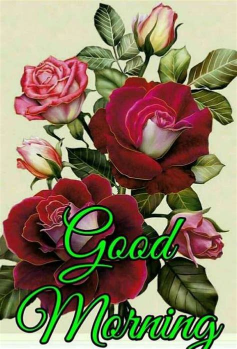 Pin By Narendra Pal Singh On Good Morning Good Morning Flowers