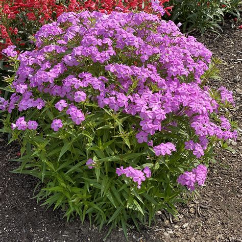 Phlox X Glaberrima Forever Pink Midwest Groundcovers Llc