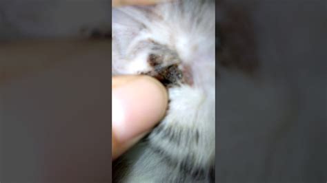 Mites In Cats Ear Youtube