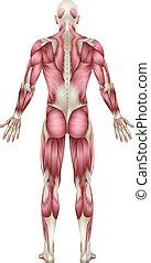 Anatomy Anatomical Biology Body Health Human Naked Male Clipart And