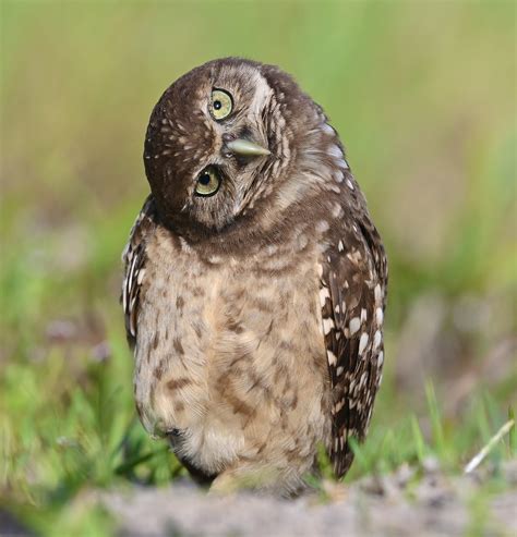 A Burrowing Owl In Marco Island Florida Smithsonian Photo Contest