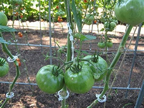 Mihey 300 Pcs Tomato Trellis Clips Tomato Vine Clips Plant Support