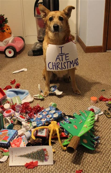 Dog Shaming Funny Dogs Dump A Day