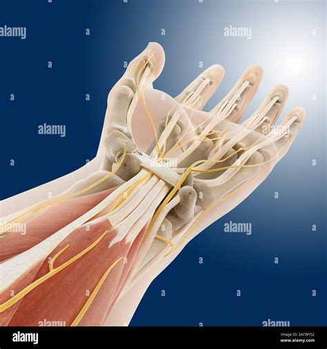 Carpal Tunnel Wrist Anatomy Artwork Of A Palmar Palm Side Up View Of