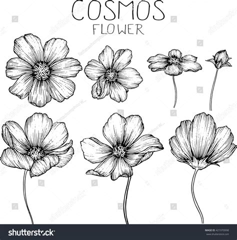 Cosmos Flowers Drawings Vector Stock Vector Royalty Free 421970998