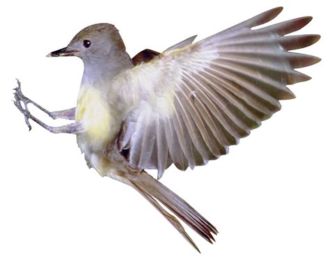 Hummingbird Flight Eurasian Magpie Flying Bird Png Download 662520