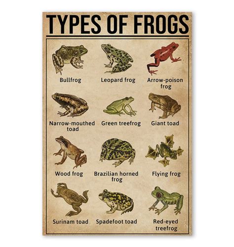 Types Of Frogs Poster In 2020 Types Of Frogs Poster Prints Poster