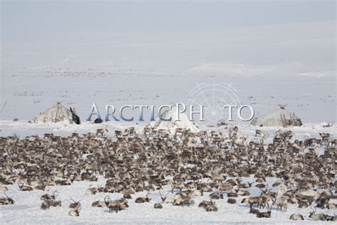 A Reindeer Herd At A Chukchi Herders Winter Camp On The Tundra