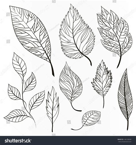 Vector Set Leaves Collection Handdrawn Leaves Stock Vector 146138948