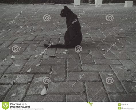 Lonely Cat Stock Photo Image Of Waiting Chance Lonely 93208788