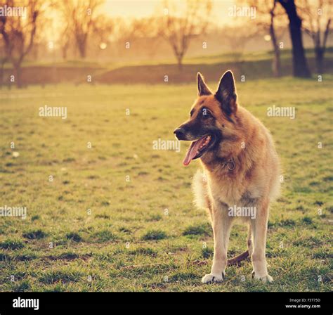 German Shepherd In The Park Stock Photo Alamy