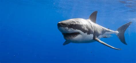50 Facts About Great White Sharks Ocean Scuba Dive