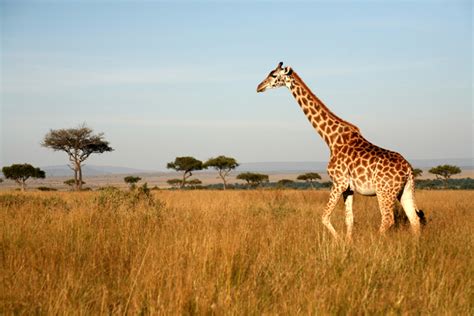 Giraffe Facts And Photos Live Science