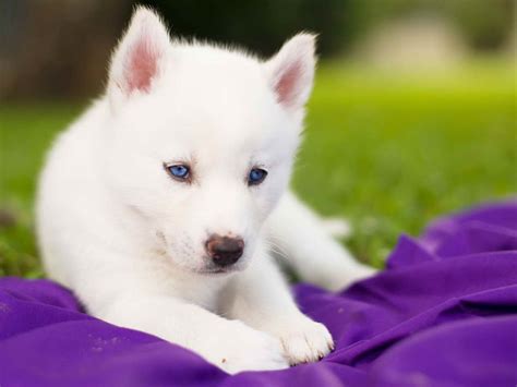 Baby Husky White